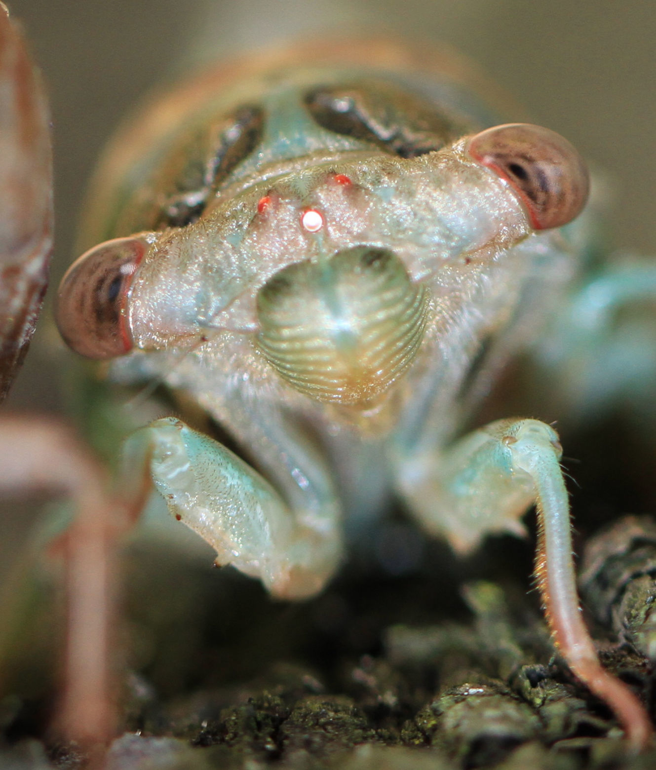 West C. Jacobs III: Cicada